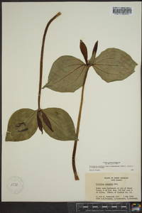 Trillium cuneatum image