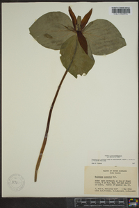 Trillium cuneatum image