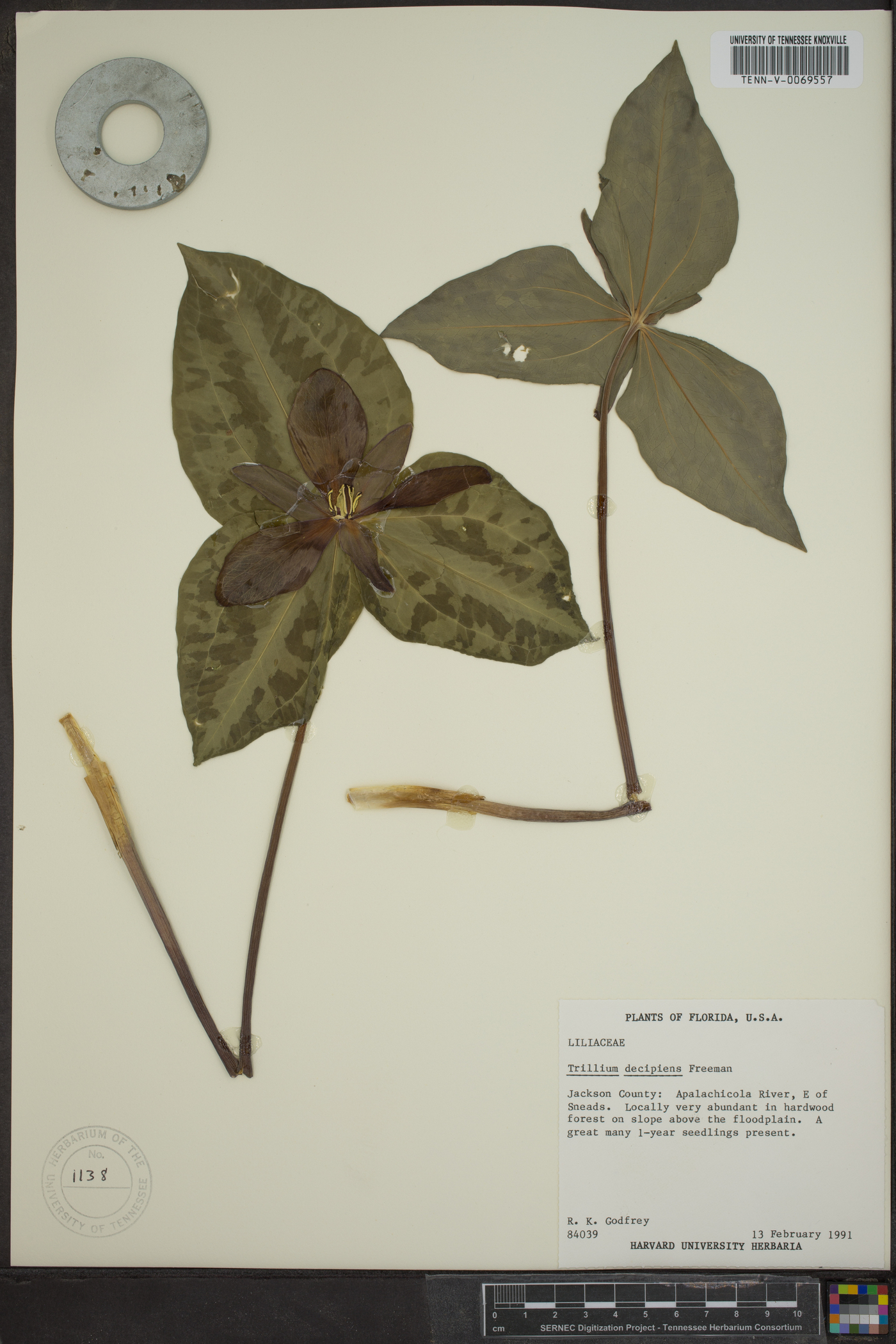 Trillium decipiens image