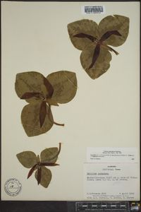 Trillium decumbens image