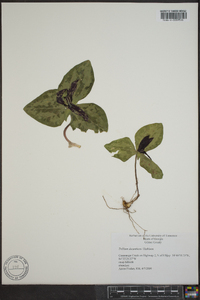 Trillium decumbens image