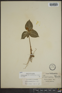 Trillium discolor image