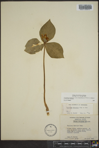 Trillium discolor image