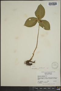 Trillium discolor image