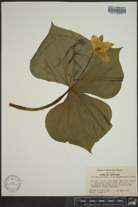 Trillium erectum image