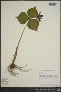 Trillium erectum image