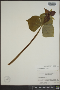 Trillium erectum image