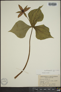 Trillium erectum image