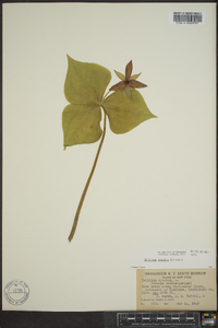 Trillium erectum image