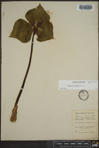 Trillium erectum image