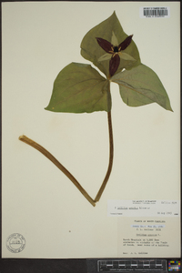 Trillium erectum image