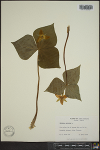 Trillium erectum image