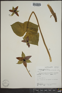 Trillium erectum image