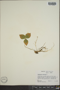 Trillium erectum image