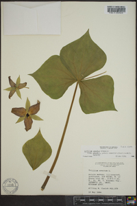 Trillium erectum image