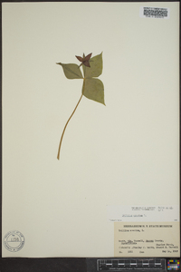 Trillium erectum image