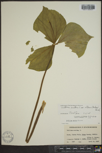 Trillium erectum image