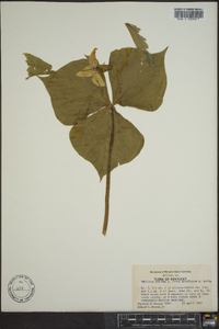 Trillium erectum image