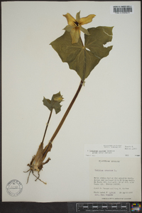 Trillium erectum image