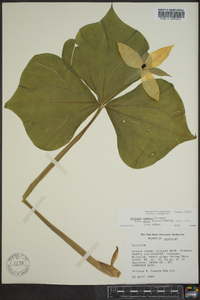 Trillium erectum image