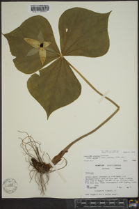 Trillium erectum image