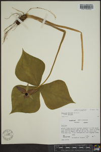 Trillium erectum image