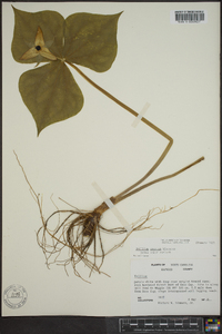 Trillium erectum image