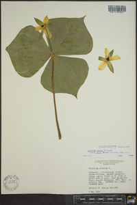 Trillium erectum image