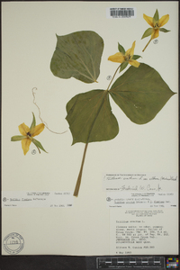 Trillium erectum image