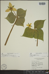 Trillium erectum image