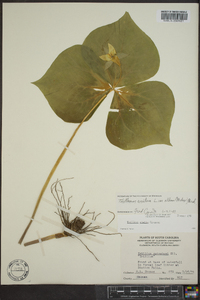 Trillium erectum image