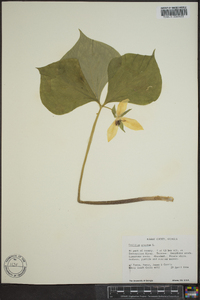 Trillium erectum image