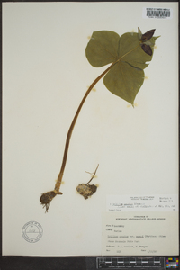 Trillium erectum image