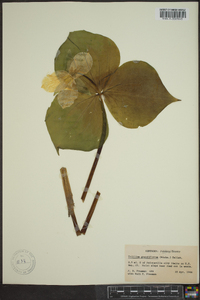 Trillium erectum image