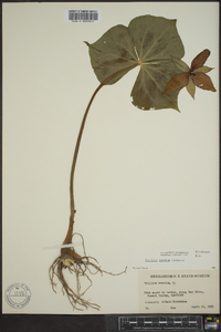 Trillium erectum image