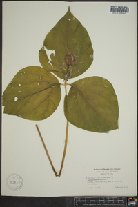 Trillium erectum image