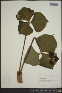 Trillium erectum image