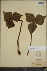 Trillium erectum image