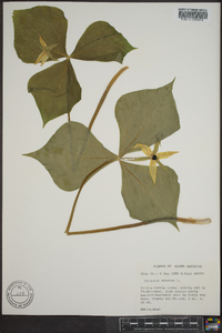 Trillium erectum image