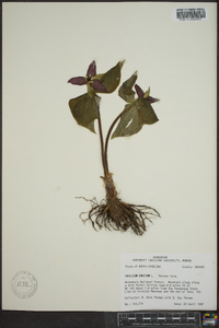 Trillium erectum image