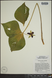 Trillium erectum image