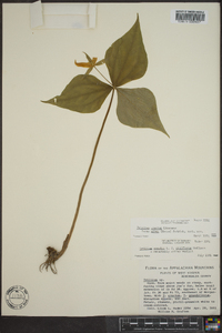 Trillium erectum image