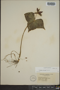 Trillium erectum image