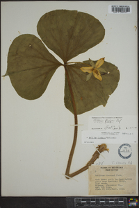 Trillium flexipes image