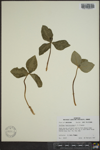 Trillium foetidissimum image