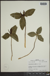 Trillium foetidissimum image