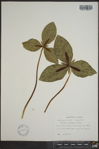 Trillium foetidissimum image