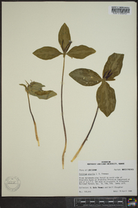 Trillium gracile image