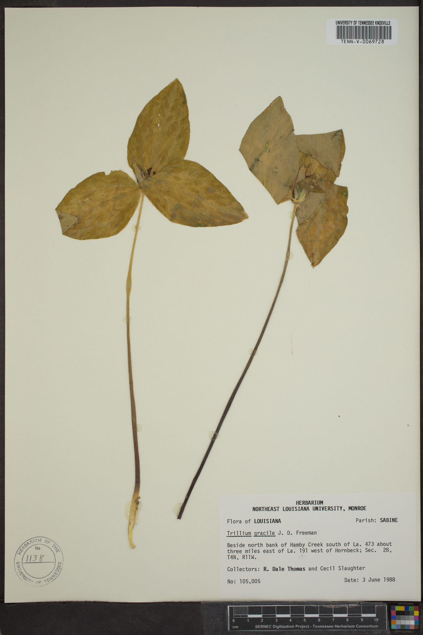 Trillium gracile image