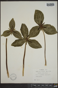 Trillium gracile image